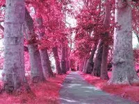 Pink Pink