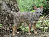 Sechuran Fox Sechuran Fox
