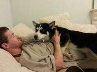 Husky/ Malamute Husky/ Malamute