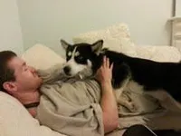 Husky/ Malamute Husky/ Malamute