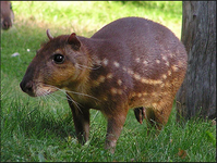 deer, wild meat, manicou,augoati, lizard,monkey deer, wild meat, manicou,augoati, lizard,monkey