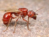 Red Harvest Ant Red Harvest Ant