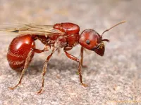 Red Harvest Ant Red Harvest Ant