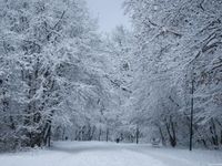 Snowy Snowy