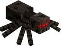 Spider Spider