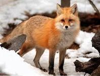 Fox Fox