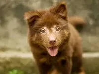wolf 2 wolf 2