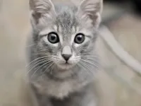 Yes please write more! A- Write about a cat named Splashkit
