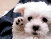 Maltese Maltese