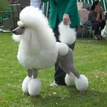 poodle poodle