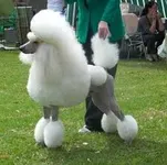 poodle poodle