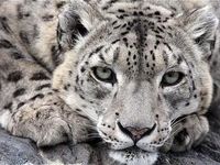 Snow Leopard Snow Leopard
