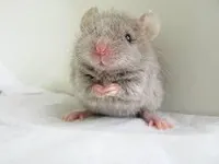 4. Mouse