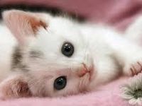 CATS CATS