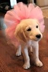 Treasure in a tutu Treasure in a tutu