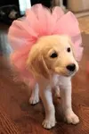 Treasure in a tutu Treasure in a tutu