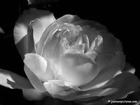 White-Black White-Black