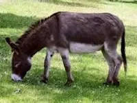 Donkey?