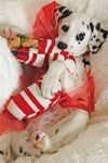 Marshmellow the Christmas dog Marshmellow the Christmas dog