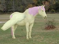 fluttershy real horse fluttershy real horse
