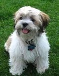 Dog Dog