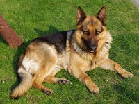 Riley (For a mutt, or German Shepherd.) GIRL OR BOY Riley (For a mutt, or German Shepherd.) GIRL OR BOY