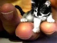 Konnichiwa_Kitty Konnichiwa_Kitty