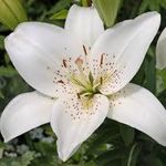 lily lily