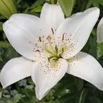lily lily