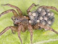 Spiders Spiders
