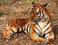 Tiger Tiger