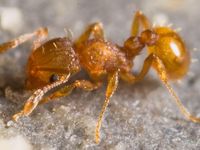 Electric Ant Electric Ant