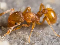Electric Ant Electric Ant