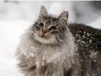 Norwegian Forest Cat Norwegian Forest Cat