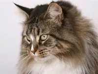 Maine Coon Cat Maine Coon Cat