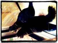 Kawaii_Kitty Kawaii_Kitty