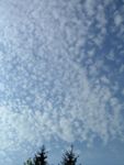 Cirrocumulus Cirrocumulus