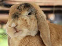 This bunny