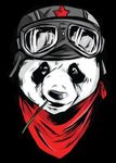 panda 1
