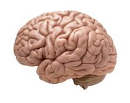 Brain Brain