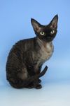 Devon Rex Devon Rex