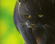 Crowfeather