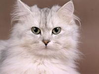 Maybe, but I Really, really, really like cats, too. :P Maybe, but I Really, really, really like cats, too. :P