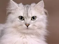 Maybe, but I Really, really, really like cats, too. :P Maybe, but I Really, really, really like cats, too. :P