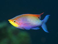 fish fish