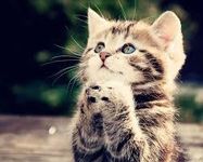 Cats Cats