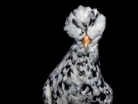 Afro Chicken