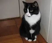 Tuxedo Cats Tuxedo Cats