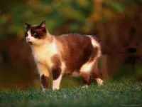 honeyfern honeyfern