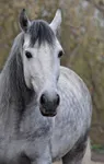 Grey Grey